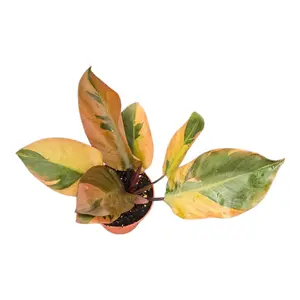 Philodendron 'Black Cardinal Variegata' - image 3