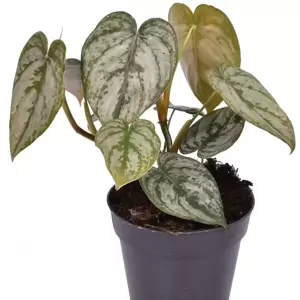 Philodendron brandtianum