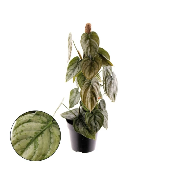 Philodendron brandtianum