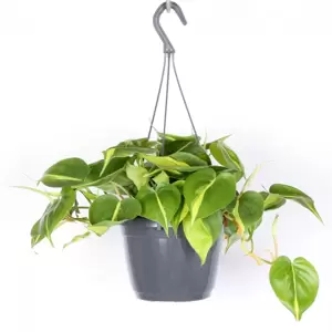 Philodendron scandens 'Brasil' 17cm - image 3