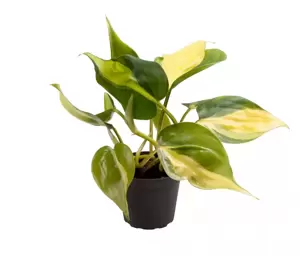 Philodendron scandens 'Brasil' 6cm - image 2