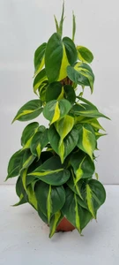 Philodendron scandens 'Brasil' 15cm Moss Pole - image 2