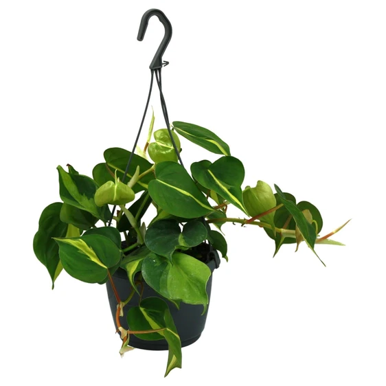 Philodendron scandens 'Brasil' 15cm Hanging Pot - image 3