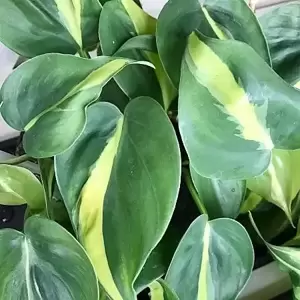 Philodendron scandens 'Brasil' 17cm - image 1