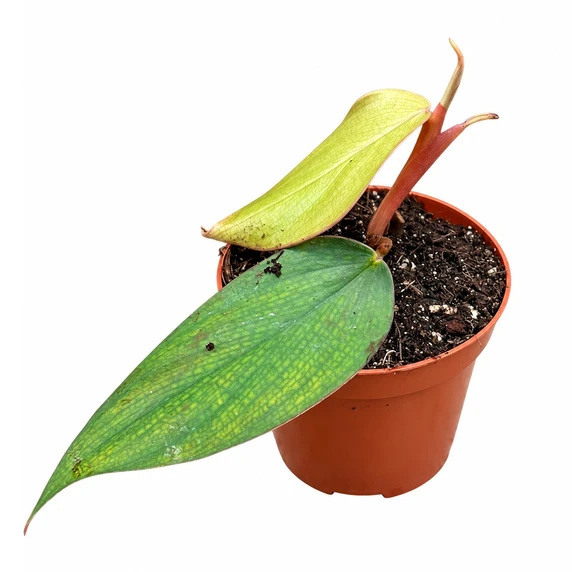 Philodendron 'Burle Marx Fantasy'