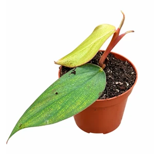 Philodendron 'Burle Marx Fantasy'