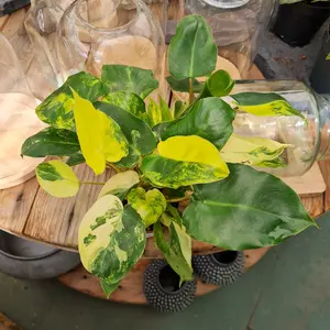 Philodendron 'Burle Marx Variegata' 9cm