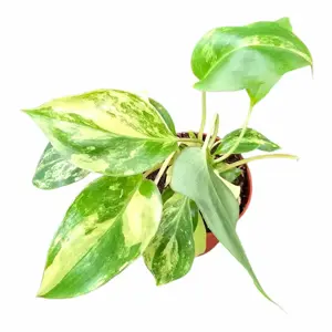 Philodendron burle-marxii 'Variegata' 7cm - image 1