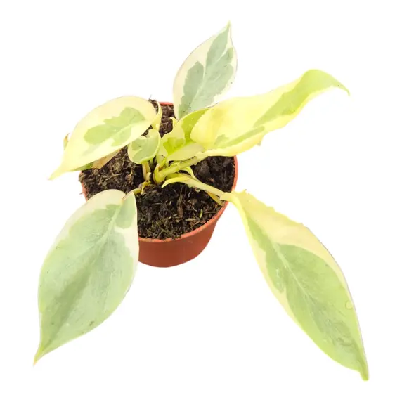 Philodendron burle-marxii 'White Lava'
