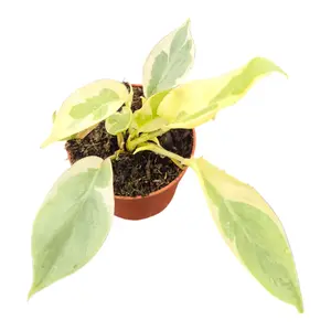 Philodendron burle-marxii 'White Lava'