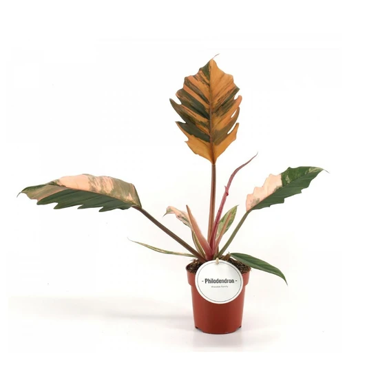 Philodendron 'Caramel Marble' 12cm
