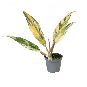 Philodendron 'Caramel Marble'