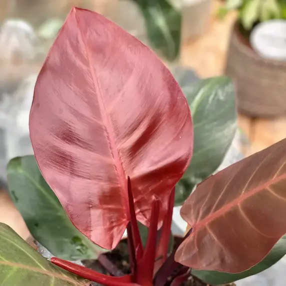 Philodendron 'Cherry' 6cm - image 2