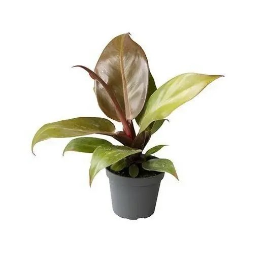 Philodendron 'Cherry' 6cm - image 1