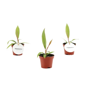 Philodendron 'Choco Empress' 6cm