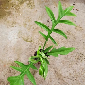 Philodendron 'Cinderella'