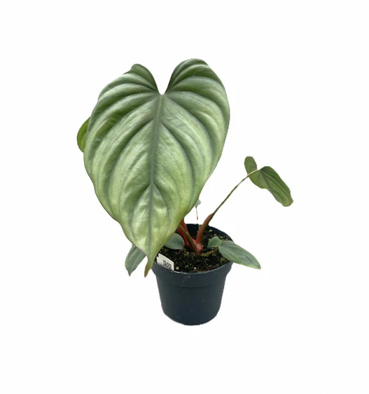 Philodendron 'Colombia' 12cm