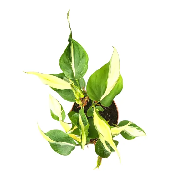 Philodendron hederaceum 'Cream Splash' - image 1