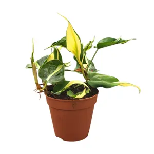 Philodendron hederaceum 'Cream Splash' - image 2