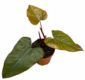 Philodendron 'Dark Lord'