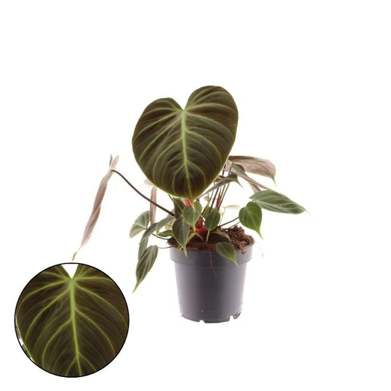 Philodendron 'El Choco Red'