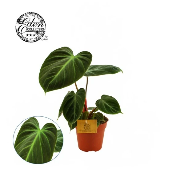 Philodendron 'El Choco Red'