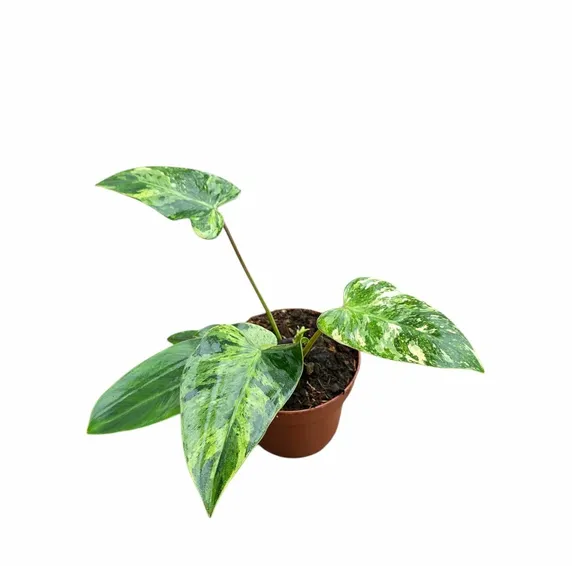 Philodendron 'Emerald Queen' - image 2