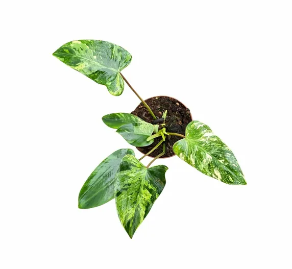 Philodendron 'Emerald Queen' - image 1