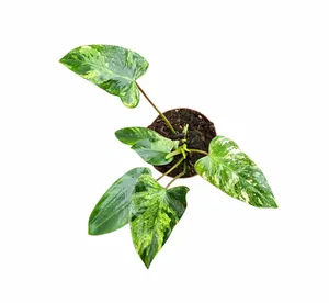 Philodendron 'Emerald Queen' - image 1