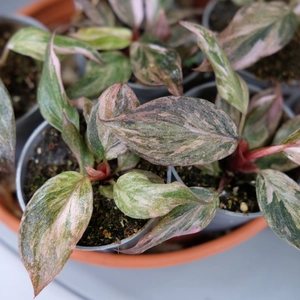 Philodendron ‘Fire Phoenix’