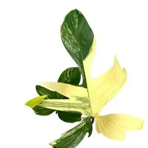 Philodendron 'Florida Beauty Variegata' 17cm