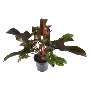 Philodendron 'Florida Bronze' - image 1