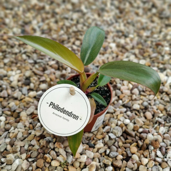 Philodendron 'Florida Bronze' 6cm - image 1