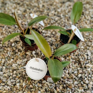 Philodendron 'Florida Bronze' 6cm - image 2
