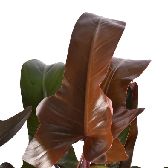 Philodendron 'Florida Bronze' - image 2