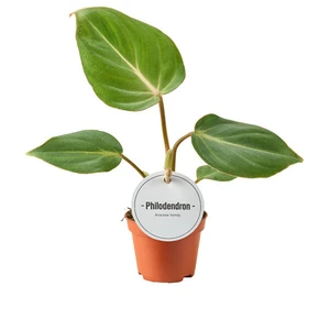 Philodendron gloriosum 6cm