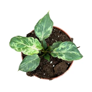 Philodendron gloriosum 'Snow Leopard' - image 1