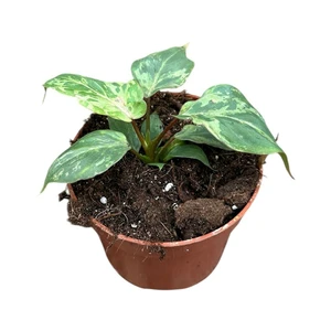 Philodendron gloriosum 'Snow Leopard' - image 2