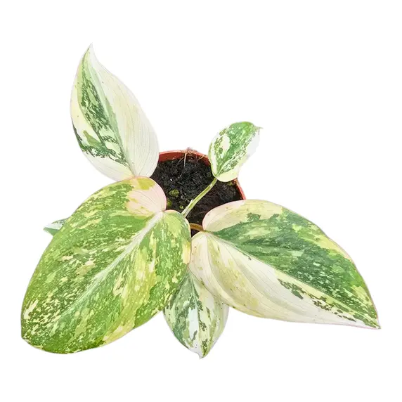 Philodendron gloriosum 'Tricolor'