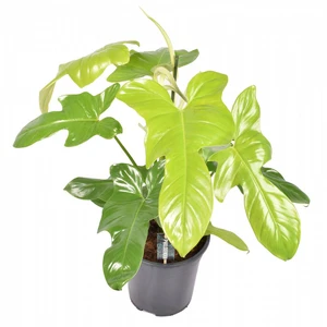 Philodendron 'Golden Violin' 12cm