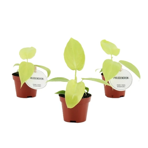 Philodendron 'Golden Violin' 6cm