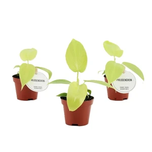 Philodendron 'Golden Violin' 6cm