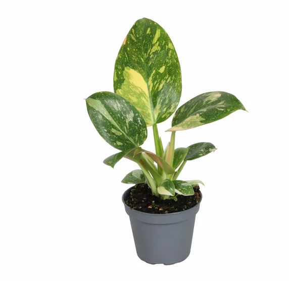 Philodendron 'Green Congo Variegata' 6cm