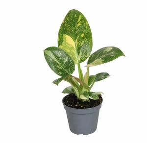 Philodendron 'Green Congo Variegata' 6cm