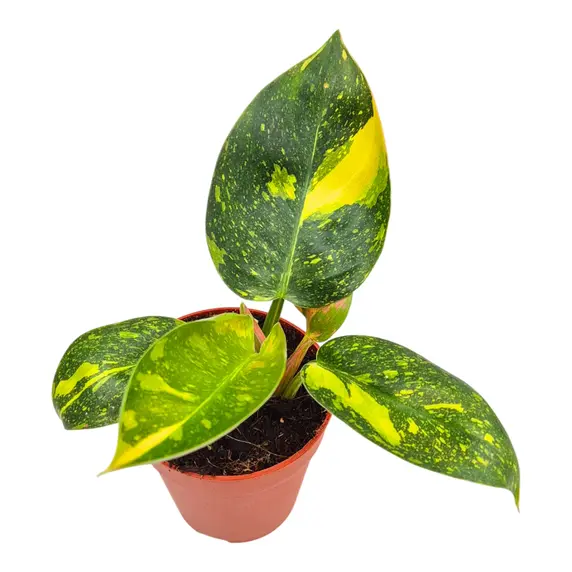 Philodendron 'Green Congo Variegata' 12cm