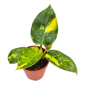 Philodendron 'Green Congo Variegata' 12cm