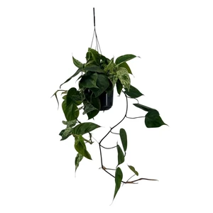 Philodendron hederaceum oxycardium 'Variegata'
