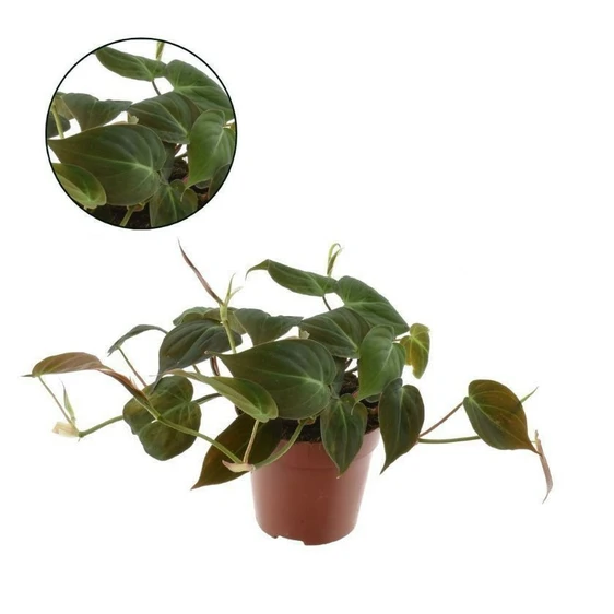 Philodendron hederaceum var. hederaceum 12cm - image 2