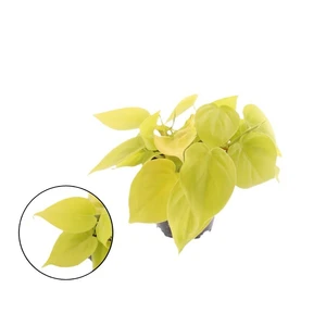 Philodendron hederaceum var. hederaceum 'Micans Lime' 12cm