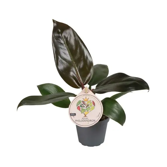 Philodendron erubescens 'Imperial Red'